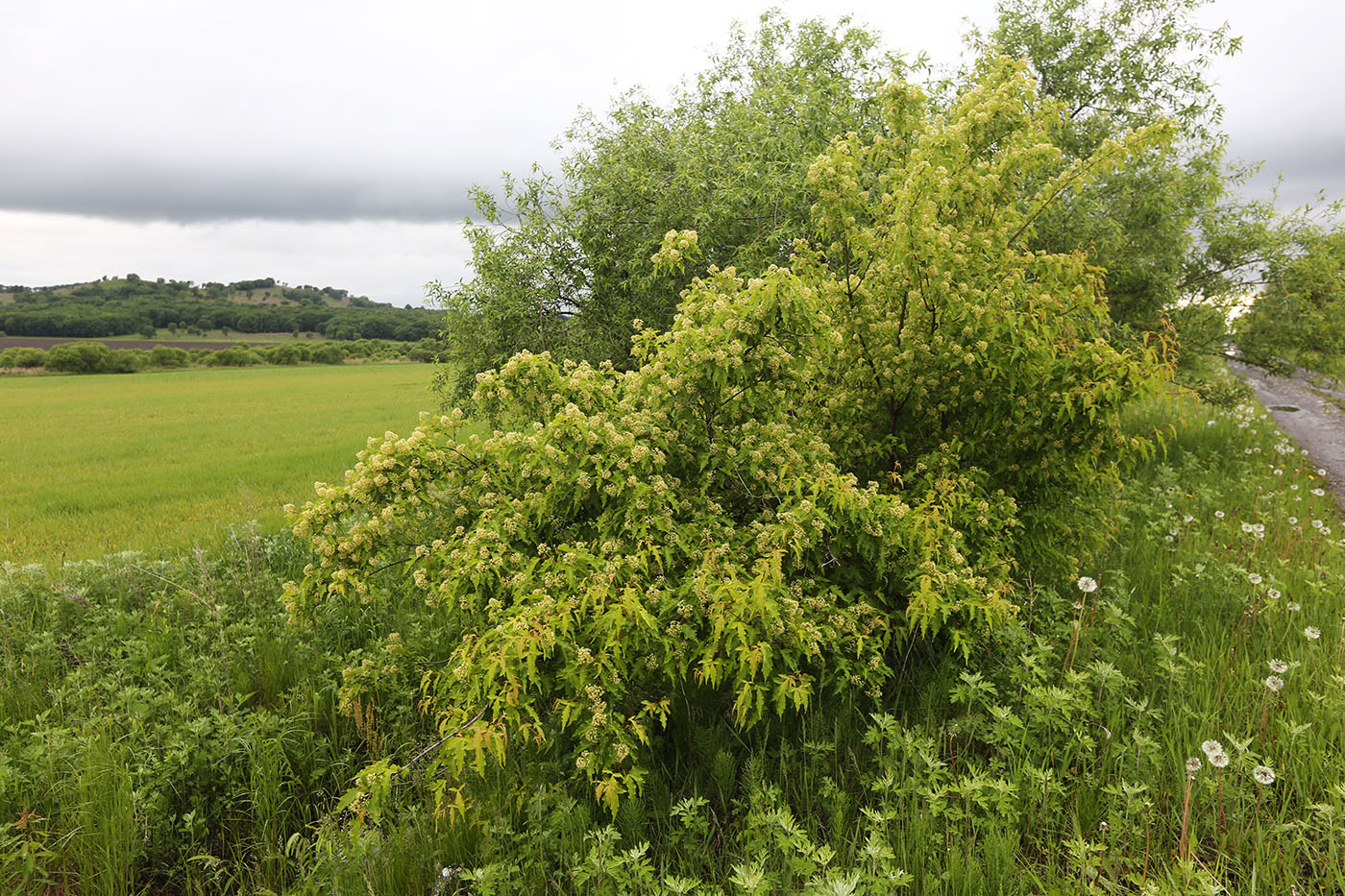 Image of Acer ginnala specimen.