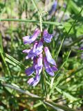 Vicia cracca. Соцветие. Хабаровский край, Комсомольский р-н, с. Верхняя Эконь, берег р. Амур, у подножия сопки. 03.06.2024.