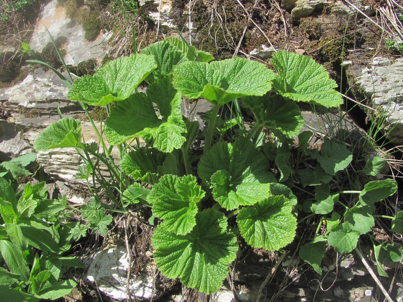 Image of Woronowia speciosa specimen.