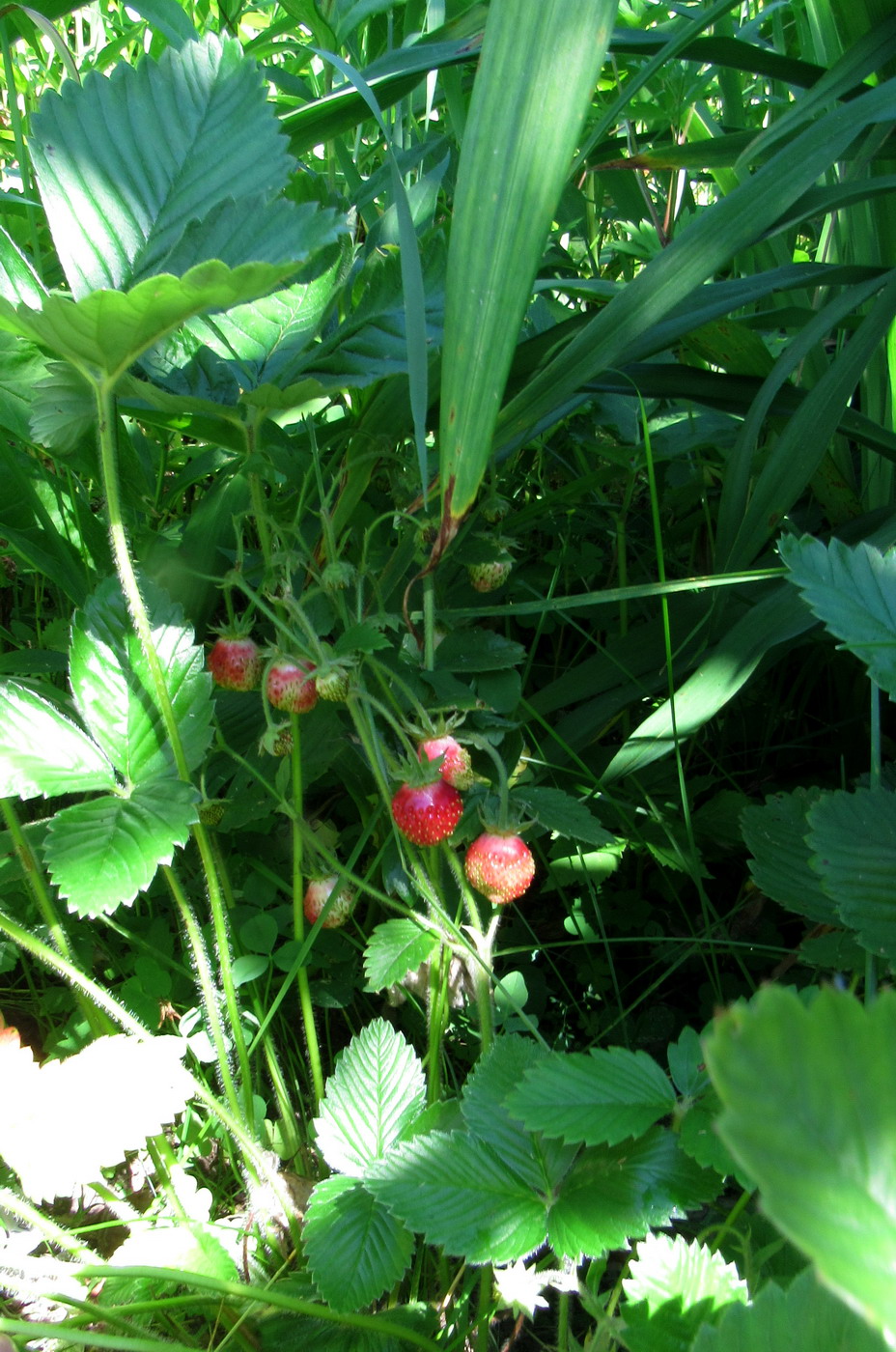 Image of Fragaria moschata ssp. jenisseensis specimen.