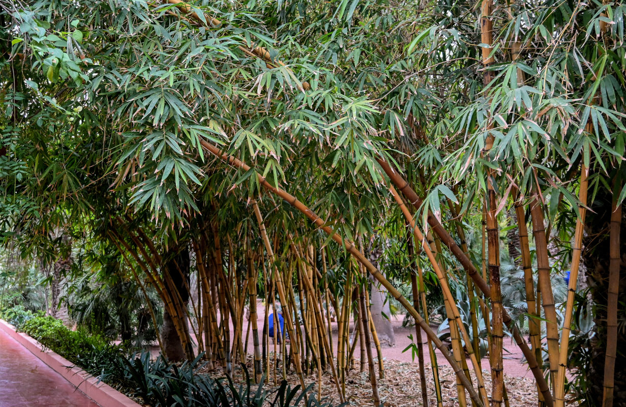 Изображение особи Phyllostachys aureosulcata.