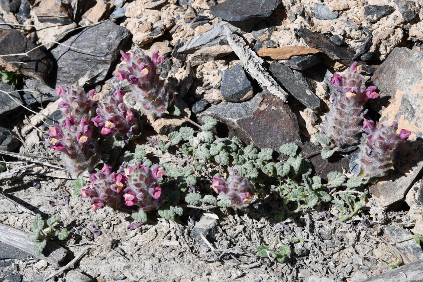 Изображение особи Scutellaria pamirica.