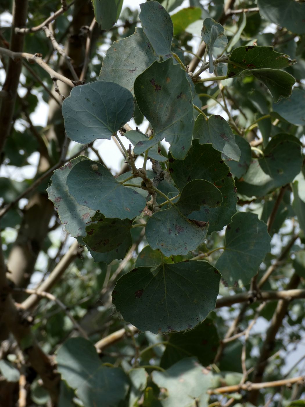 Изображение особи Populus pruinosa.