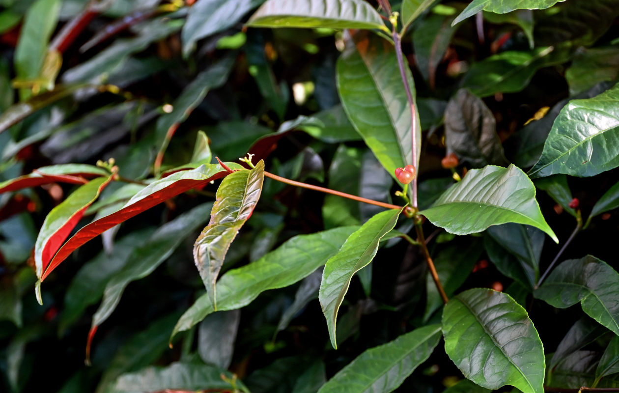 Image of Excoecaria cochinchinensis specimen.