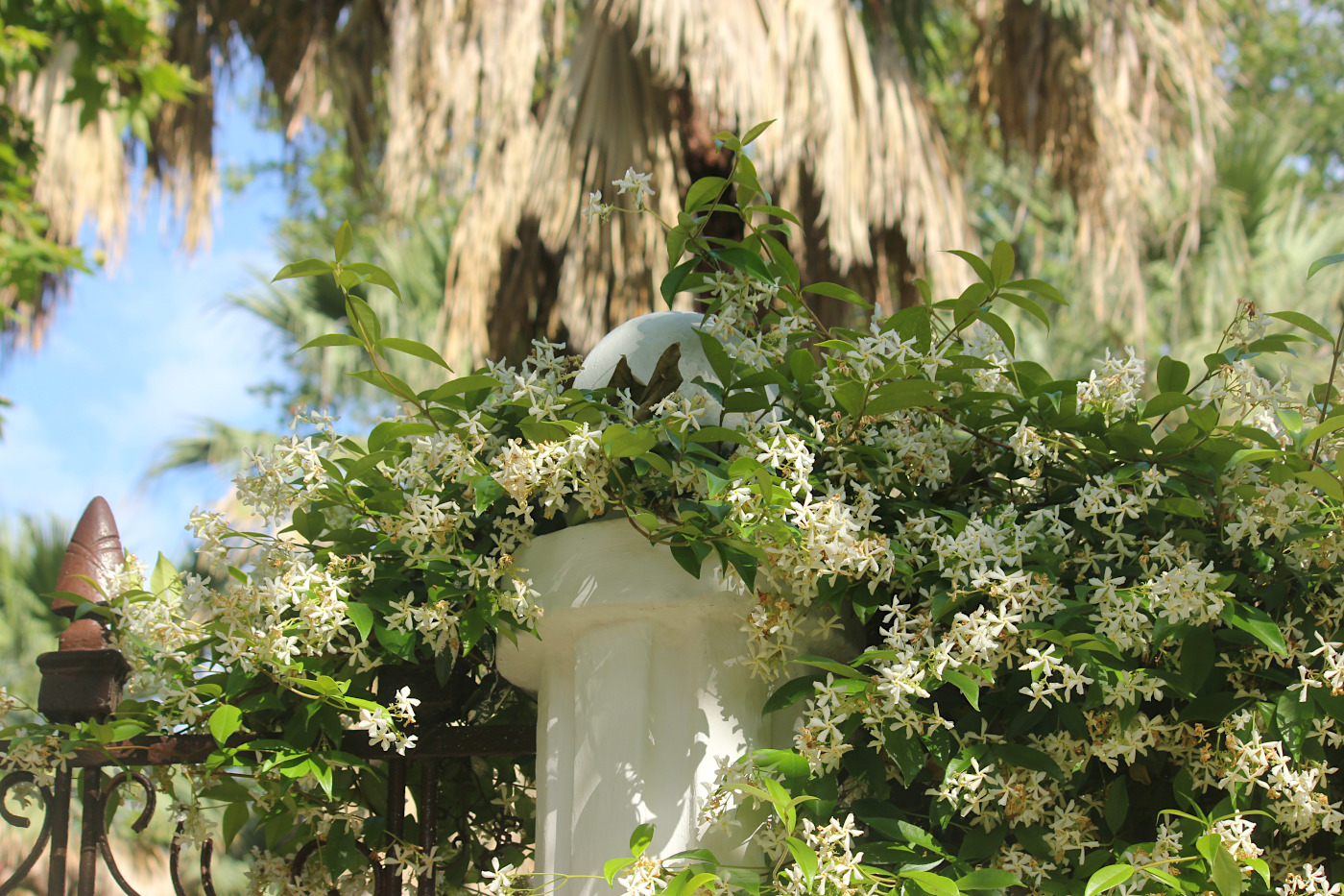 Image of Trachelospermum jasminoides specimen.