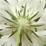 Scabiosa ochroleuca. Обёртка соцветия. Кабардино-Балкария, Черекский р-н, окр. с/п Верхняя Балкария, берег р. Псыгансу, ≈ 2100 м н.у.м., среди валунов. 31.07.2024.