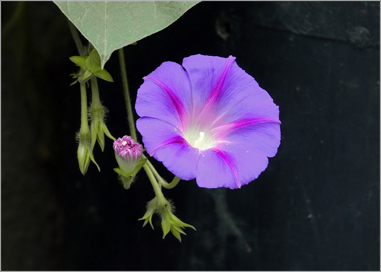 Image of Ipomoea purpurea specimen.