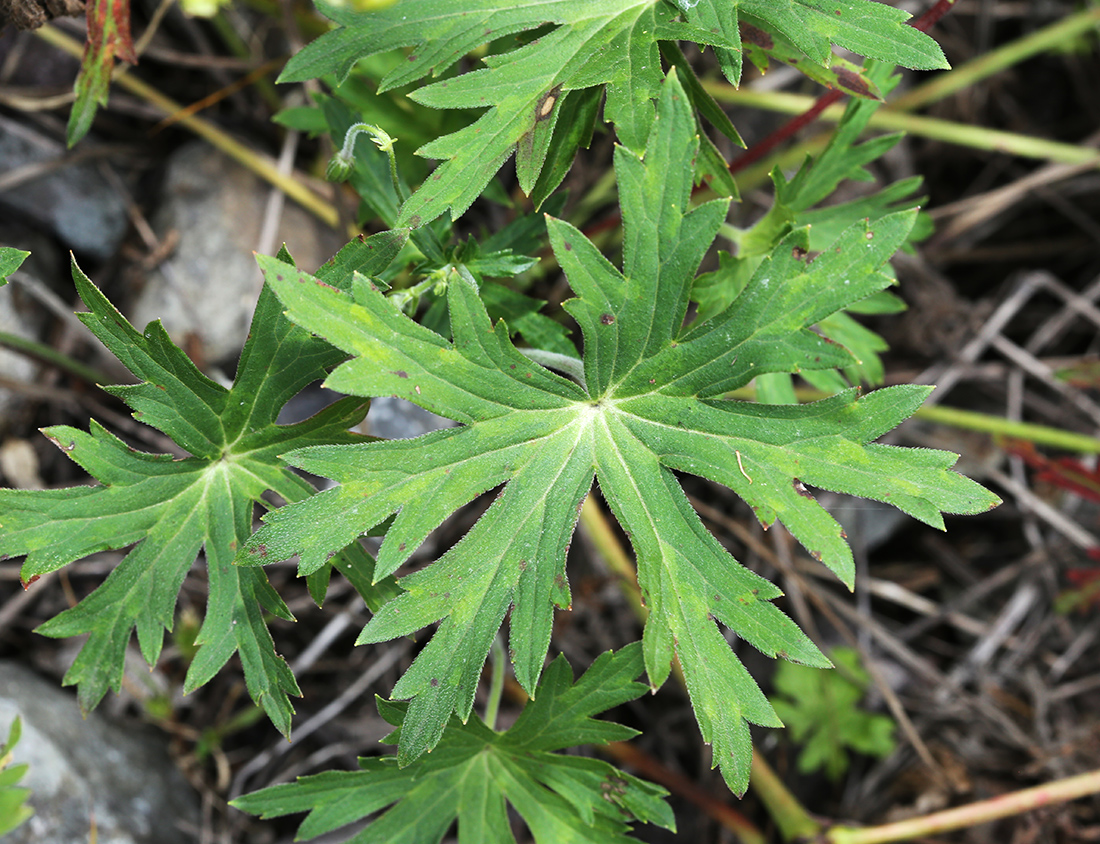 Изображение особи Geranium sieboldii.