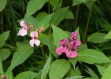 Impatiens glandulifera. Верхушки цветущих растений двух цветовых морф. Камчатский край, г. Петропавловск-Камчатский, на газоне у изгороди. 06.08.2024.