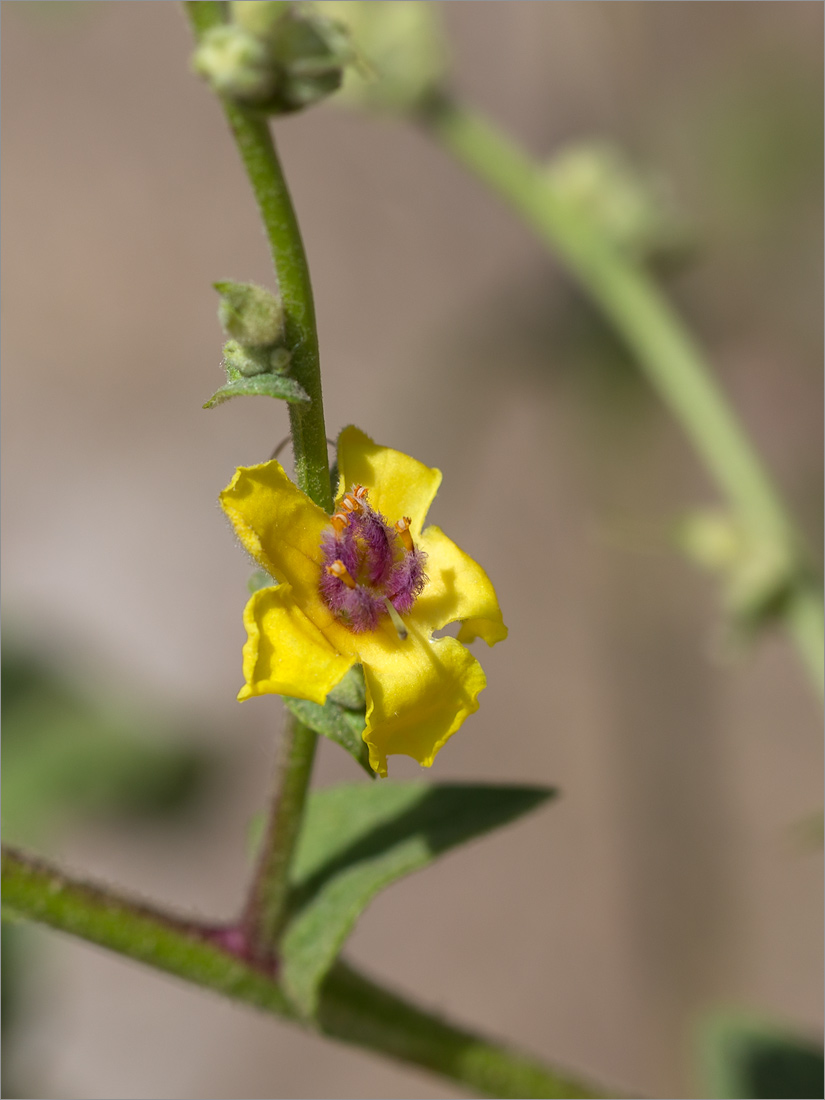 Image of genus Verbascum specimen.