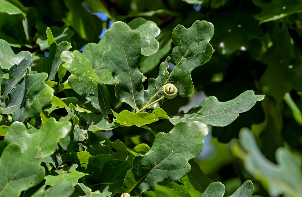 Image of Quercus robur specimen.