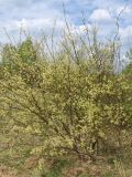 Salix myrsinifolia. Цветущее растение. Смоленская обл., Смоленский р-н, окр. пос. Каспля. 07.05.2009.