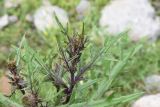 genus Cirsium. Верхушка растения с развивающимися соцветиями. Чечня, Шаройский р-н, долина р. Цесиахк, 1,5 км ниже селения Цеси, обочина дороги. 26 июня 2024 г.