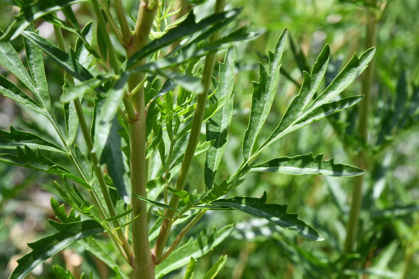 Image of Incarvillea olgae specimen.