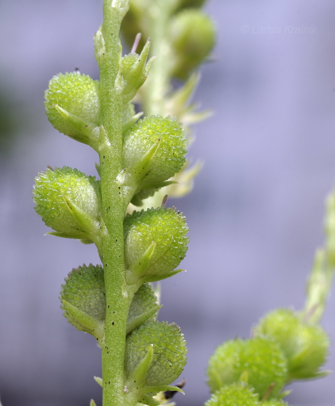 Image of genus Spigelia specimen.