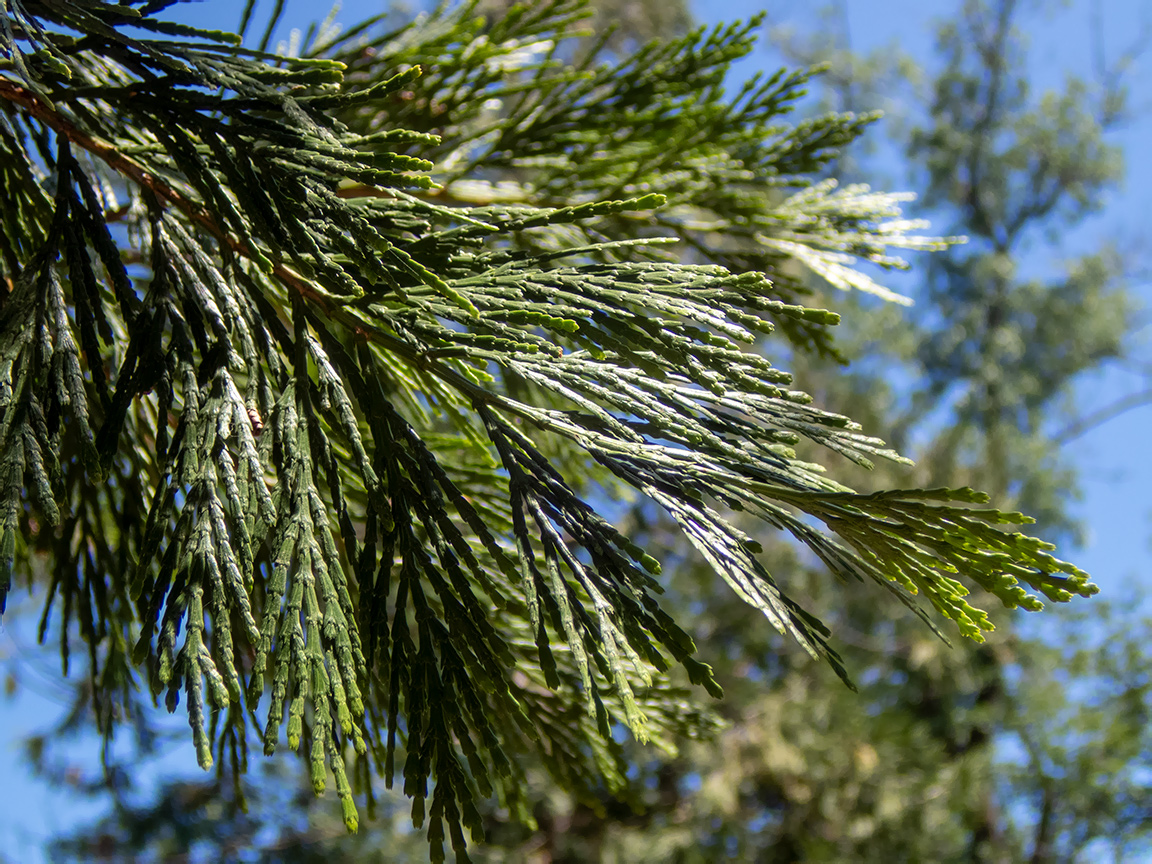 Изображение особи Sequoiadendron giganteum.