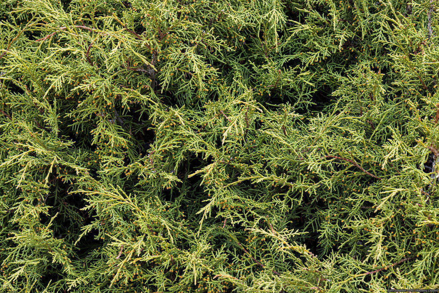 Image of genus Juniperus specimen.