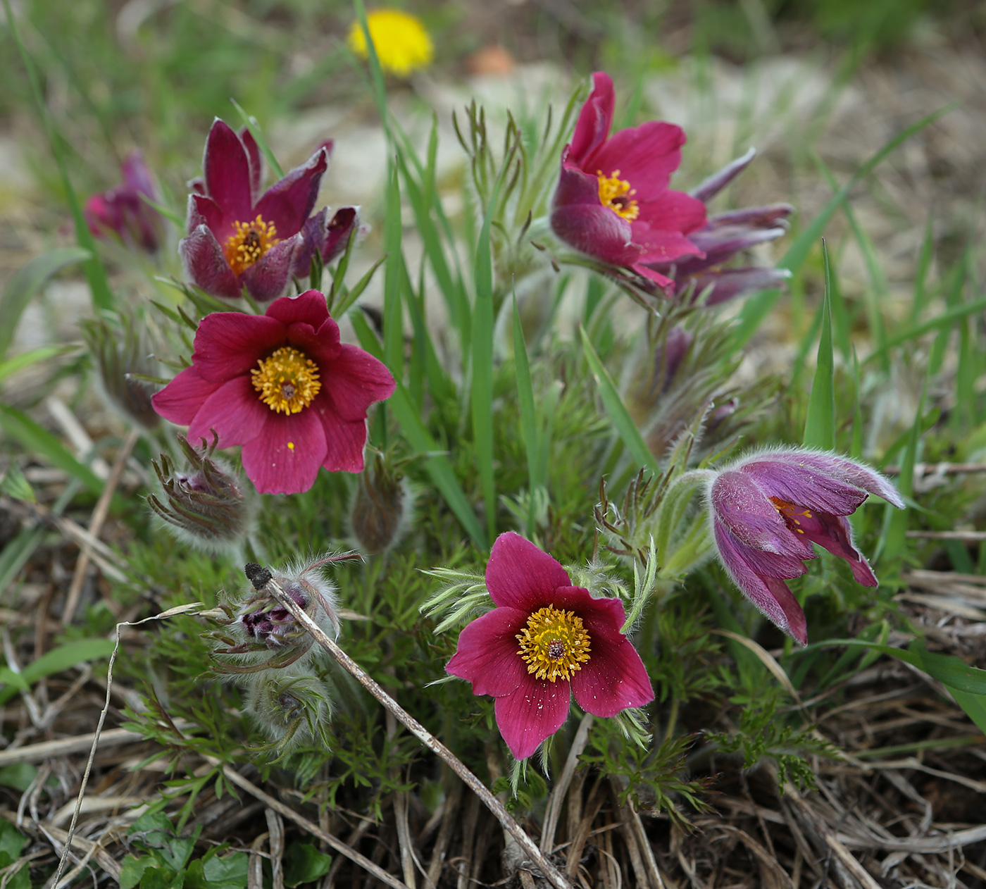 Изображение особи Pulsatilla vulgaris.