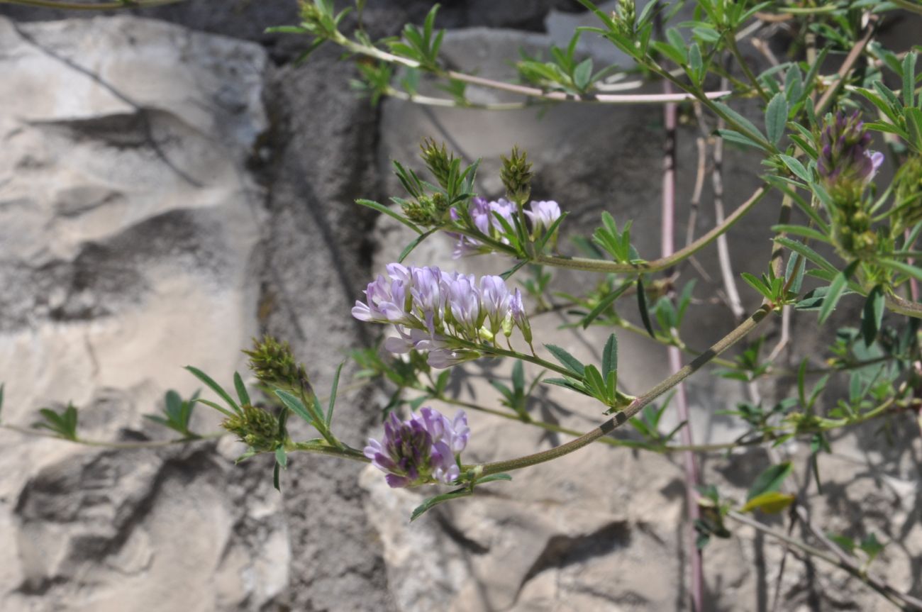 Изображение особи род Medicago.