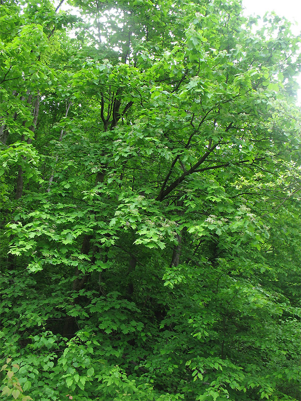 Изображение особи Sorbus torminalis.