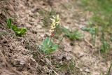 Corydalis ledebouriana