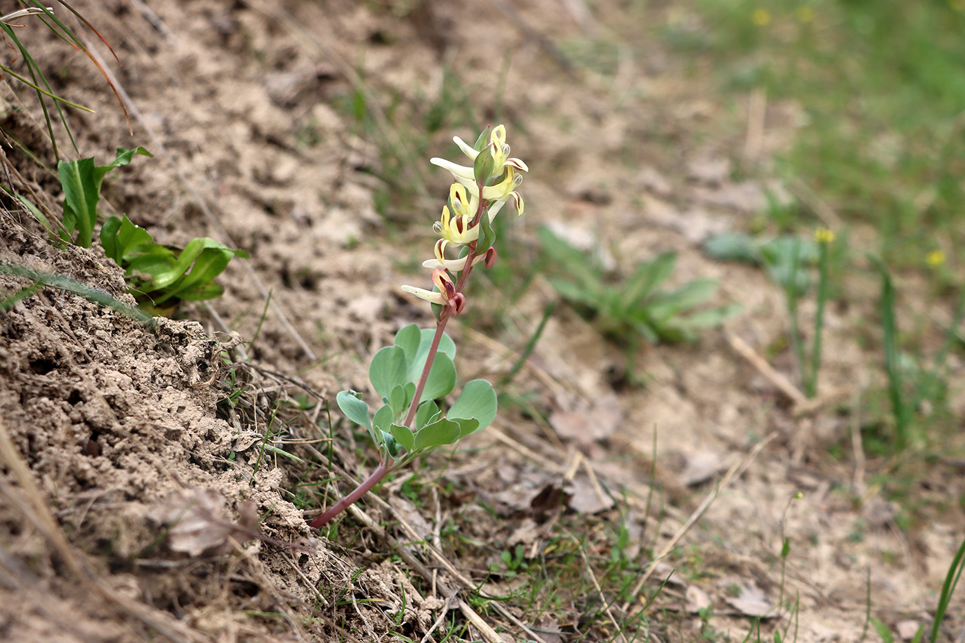 Изображение особи Corydalis ledebouriana.