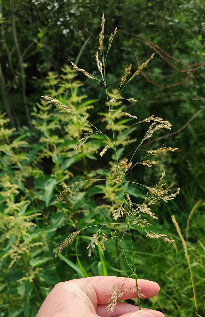 Изображение особи Deschampsia cespitosa.