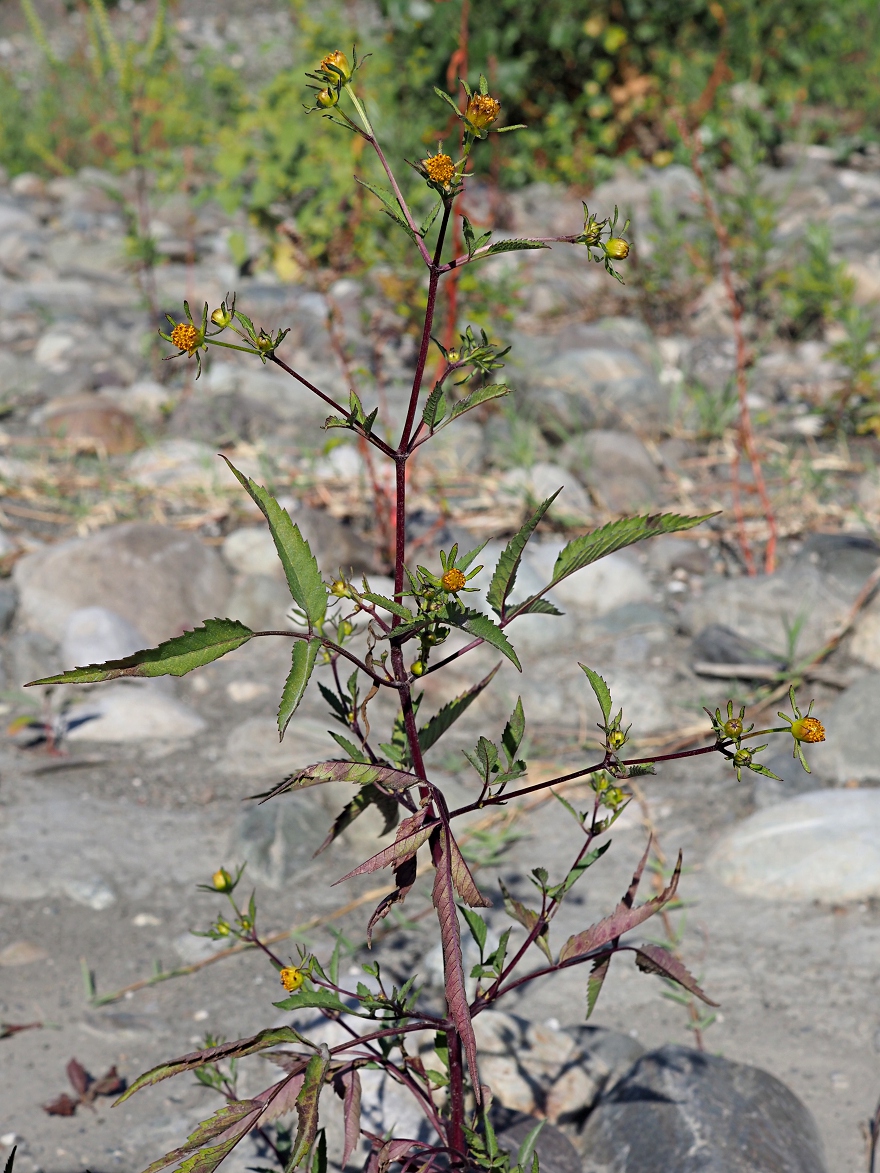 Image of Bidens frondosa specimen.