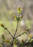 Смотреть изображение Lonicera baltica