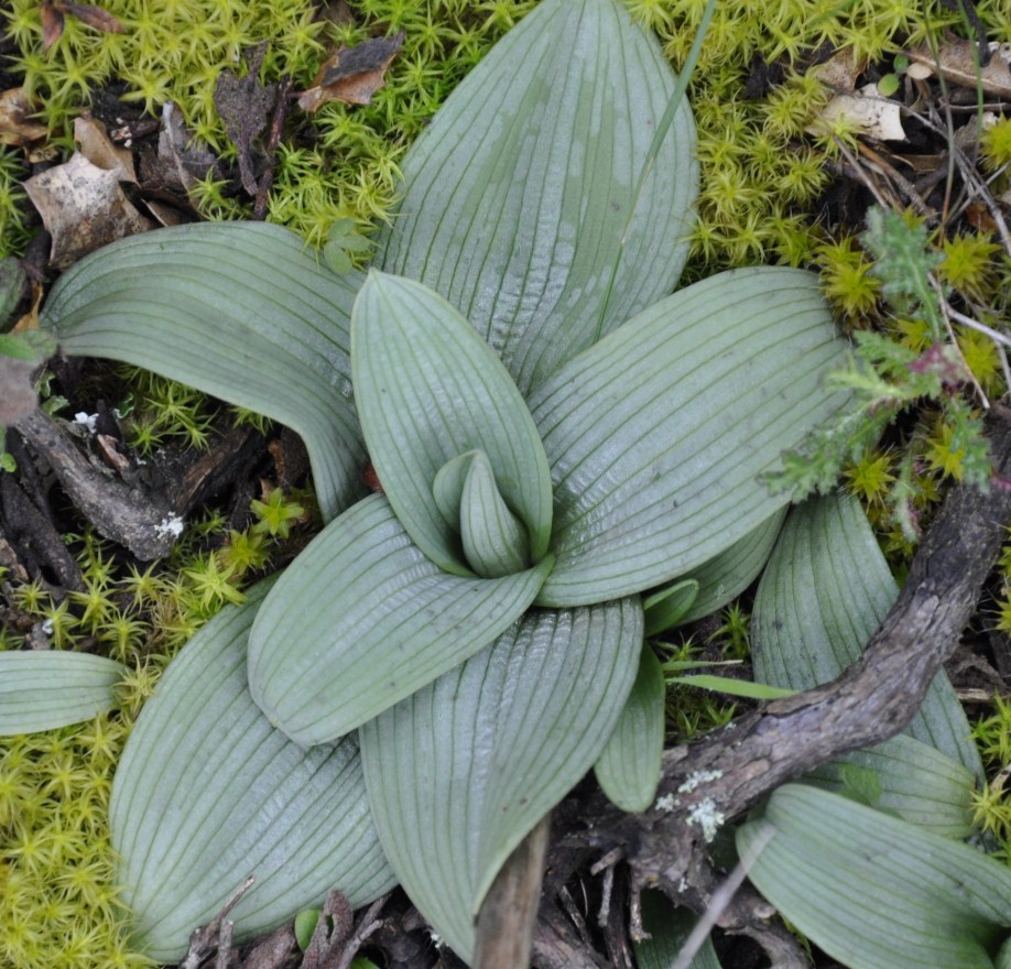 Изображение особи Ophrys mammosa.