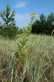 View full-size image Oenothera biennis