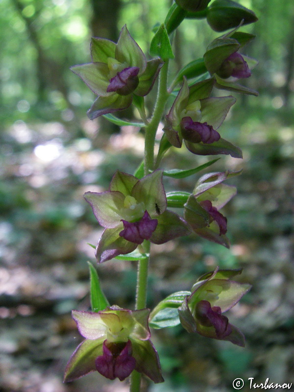 Image of Epipactis helleborine specimen.