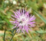 View full-size image Centaurea kubanica