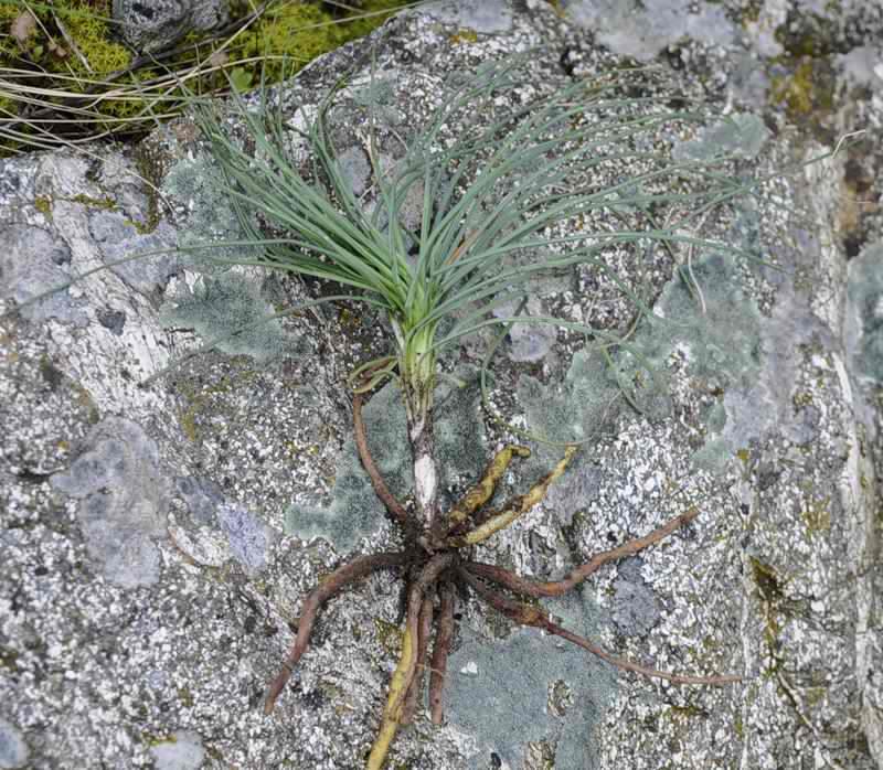 Изображение особи Asphodeline liburnica.