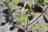 View full-size image Ziziphora graveolens