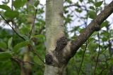 View full-size image Populus tremula