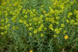 View full-size image genus Euphorbia