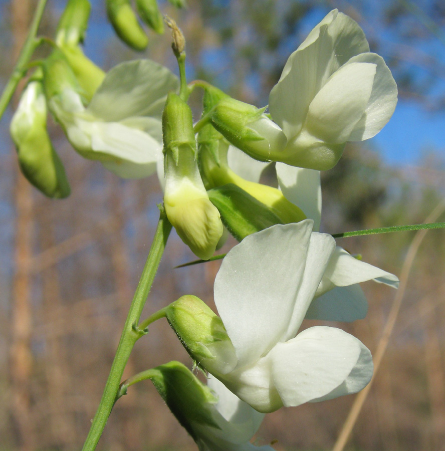 Image of Lathyrus pallescens specimen.