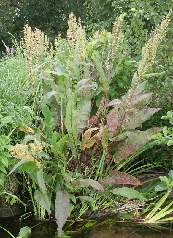 Image of Rumex hydrolapathum specimen.