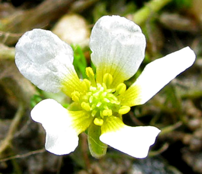 Image of Ranunculus trichophyllus specimen.