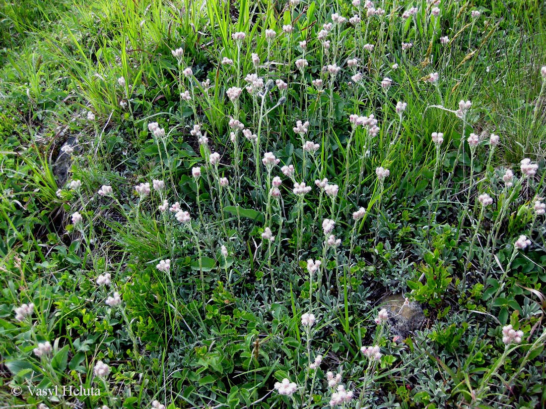 Image of Antennaria dioica specimen.