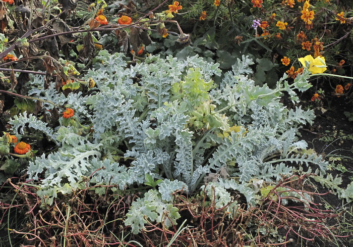 Image of Glaucium flavum specimen.