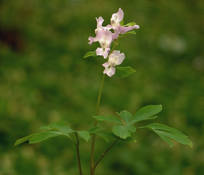 Image of Corydalis marschalliana specimen.