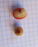 Ruscus aculeatus. Вскрытая с одной стороны двусемянная ягода (вверху); семя освобождено полностью. Испания, Страна Басков, Арратия, территория муниципалитета Сеанури. Декабрь 2011 г.