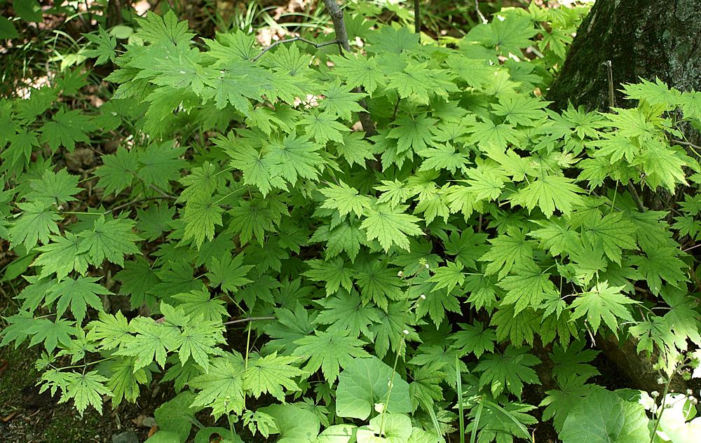 Image of Acer pseudosieboldianum specimen.