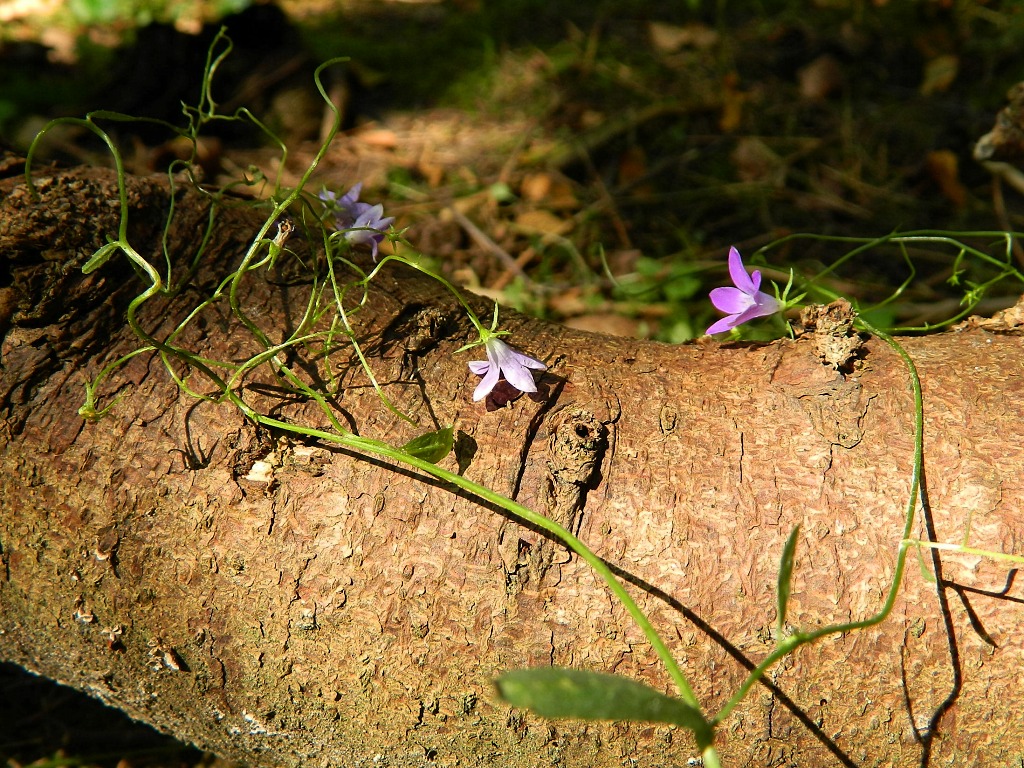 Image of Campanula patula specimen.