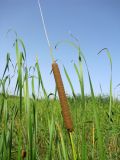 Typha angustifolia. Верхняя часть побега с соцветием и верхушки листьев. Астраханская обл., Икрянинский р-н, протока между ильменями Коптолва и Солёная Дорога. 14.08.2011.