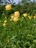 Trollius europaeus. Верхушки цветущих растений. Полярный Урал, луговина на берегу Юнъяхи. 22.07.2011.