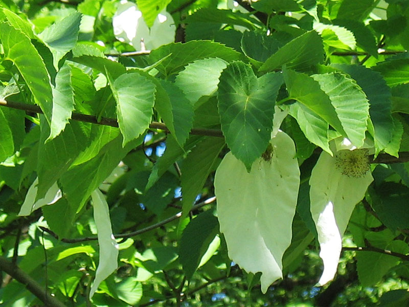 Image of Davidia involucrata specimen.