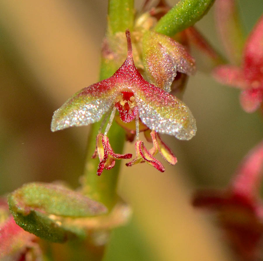 Изображение особи Rumex pictus.